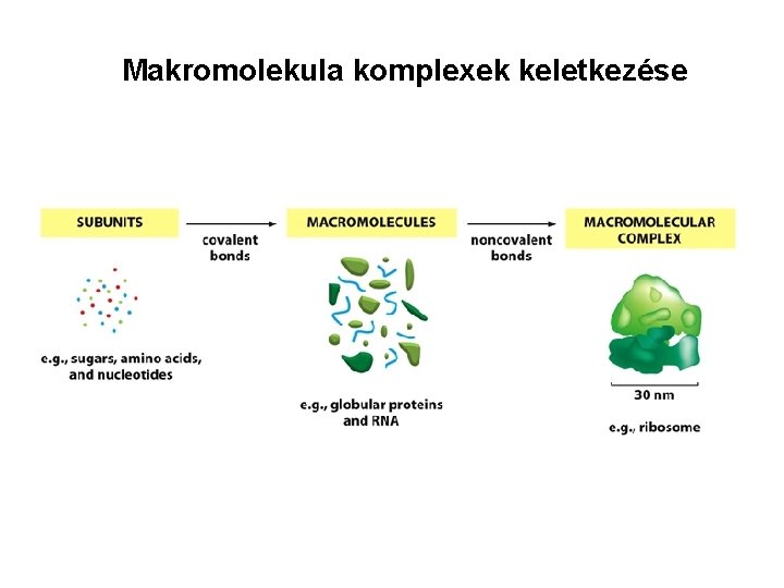 Makromolekula komplexek keletkezése 