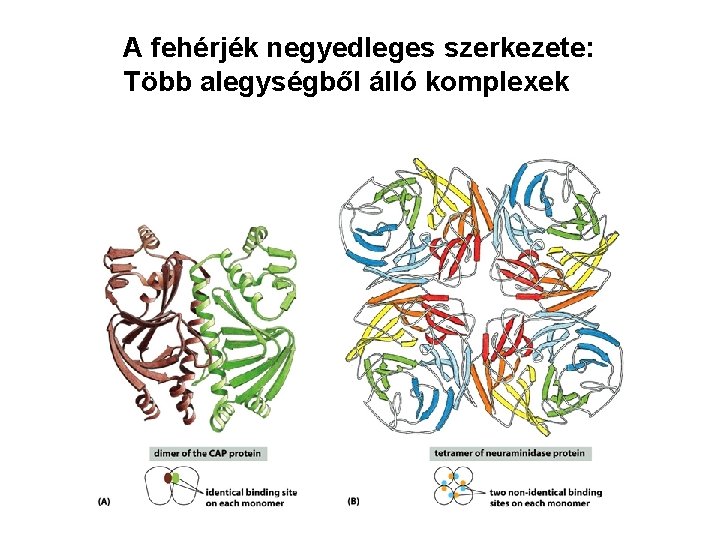 A fehérjék negyedleges szerkezete: Több alegységből álló komplexek 