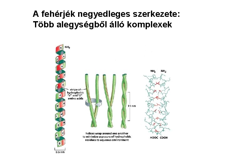 A fehérjék negyedleges szerkezete: Több alegységből álló komplexek 