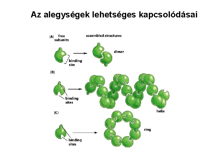 Az alegységek lehetséges kapcsolódásai 