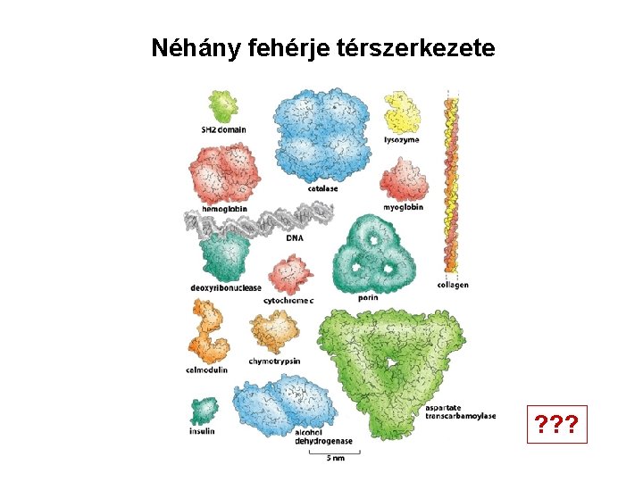 Néhány fehérje térszerkezete ? ? ? 