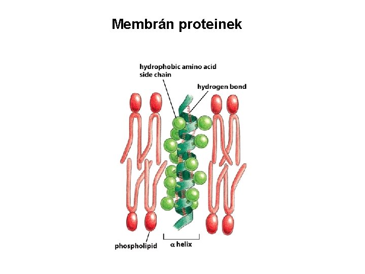 Membrán proteinek 