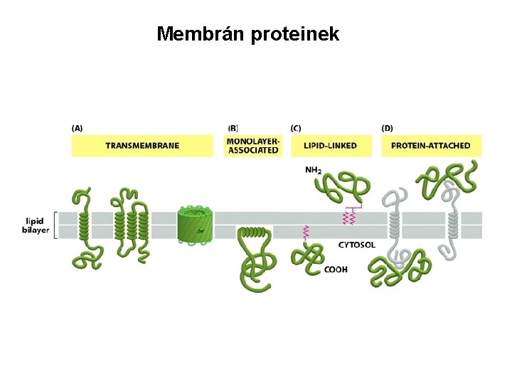 Membrán proteinek 