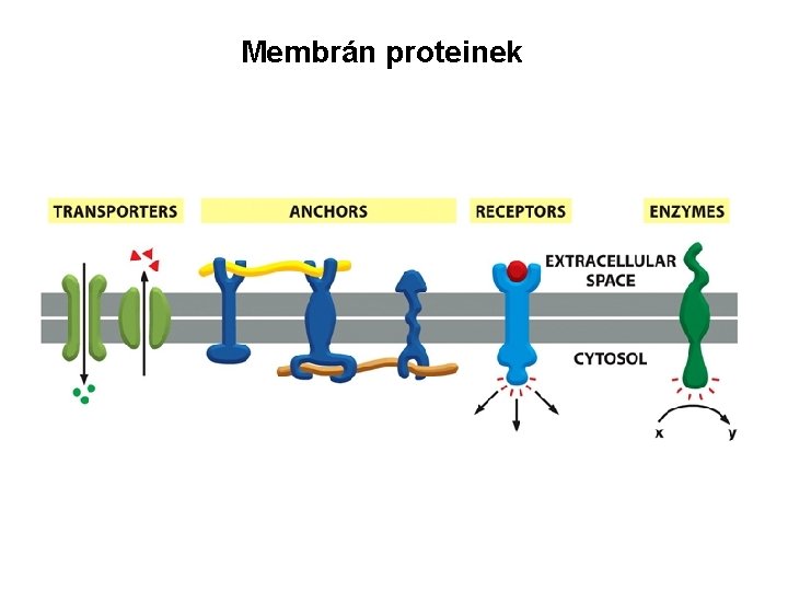 Membrán proteinek 