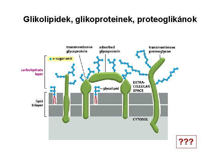 Glikolipidek, glikoproteinek, proteoglikánok ? ? ? 