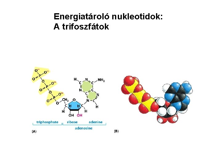 Energiatároló nukleotidok: A trifoszfátok 