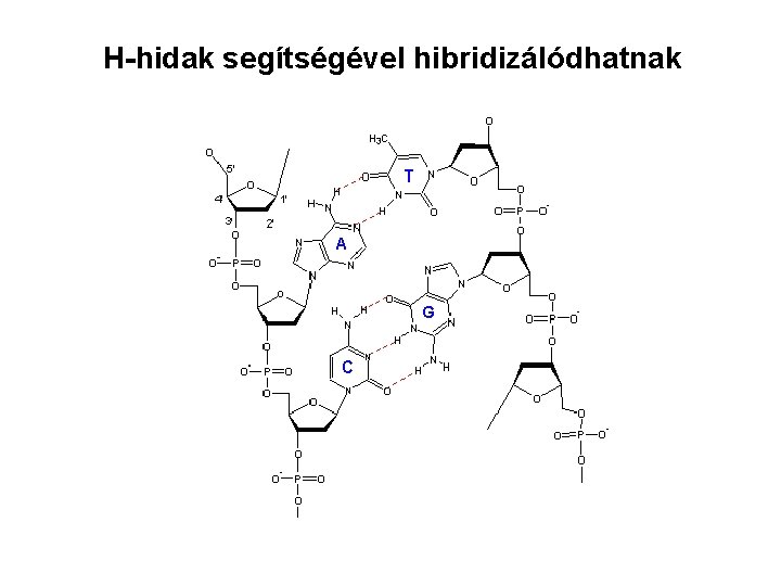 H-hidak segítségével hibridizálódhatnak 