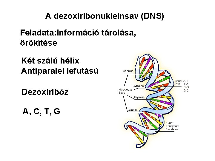 A dezoxiribonukleinsav (DNS) Feladata: Információ tárolása, örökítése Két szálú hélix Antiparalel lefutású Dezoxiribóz A,