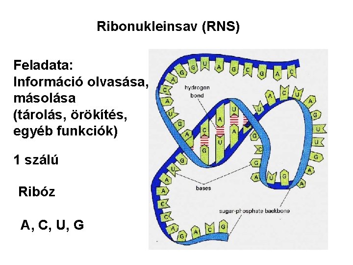 Ribonukleinsav (RNS) Feladata: Információ olvasása, másolása (tárolás, örökítés, egyéb funkciók) 1 szálú Ribóz A,