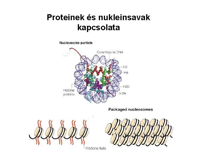 Proteinek és nukleinsavak kapcsolata 