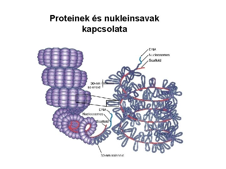 Proteinek és nukleinsavak kapcsolata 