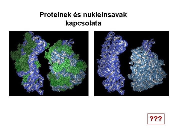 Proteinek és nukleinsavak kapcsolata ? ? ? 