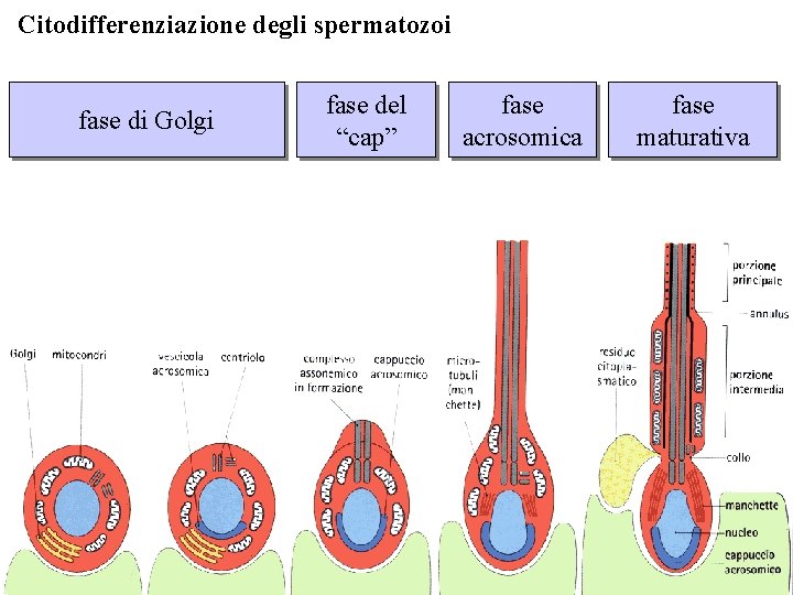 Citodifferenziazione degli spermatozoi fase di Golgi fase del “cap” fase acrosomica fase maturativa 