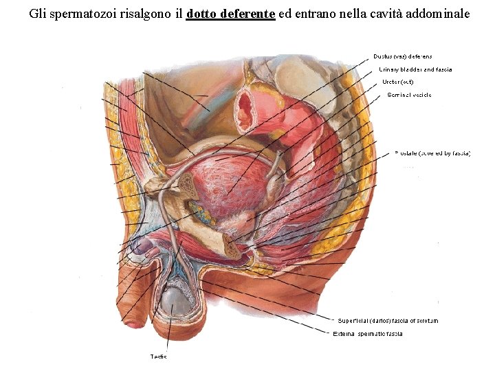 Gli spermatozoi risalgono il dotto deferente ed entrano nella cavità addominale 