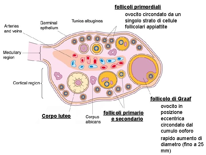 follicoli primordiali ovocito circondato da un singolo strato di cellule follicolari appiattite Corpo luteo