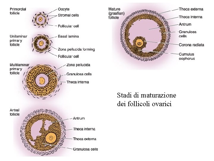 Stadi di maturazione dei follicoli ovarici 
