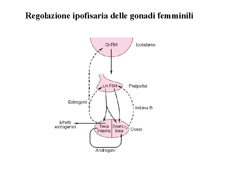 Regolazione ipofisaria delle gonadi femminili 