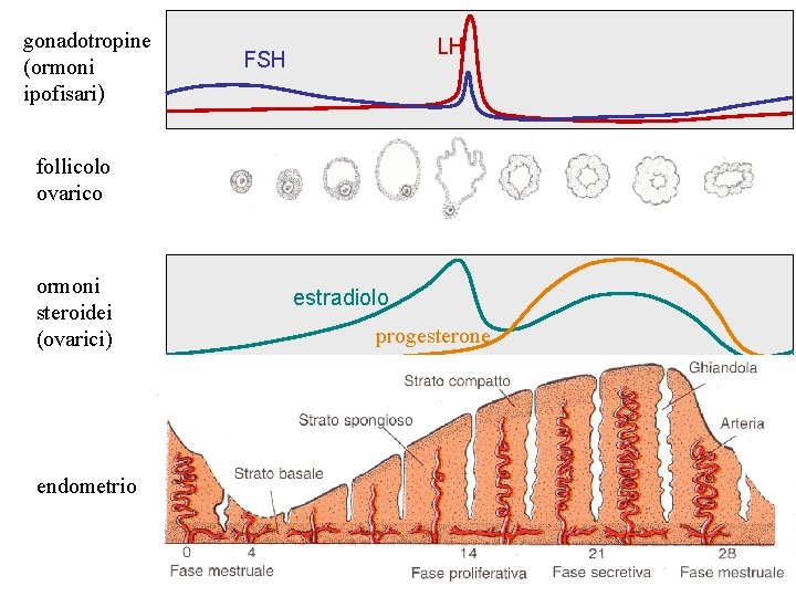 gonadotropine (ormoni ipofisari) LH FSH follicolo ovarico ormoni steroidei (ovarici) endometrio estradiolo progesterone 