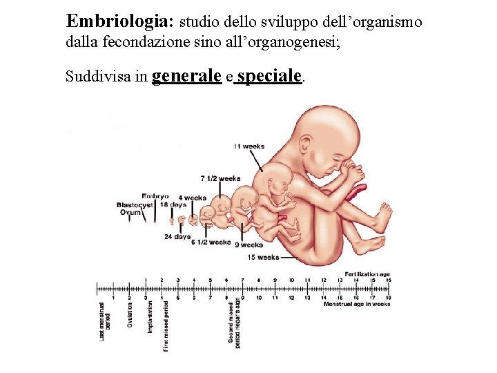 Embriologia: studio dello sviluppo dell’organismo dalla fecondazione sino all’organogenesi; Suddivisa in generale e speciale.