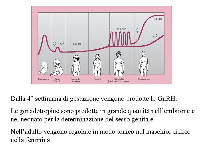 Dalla 4° settimana di gestazione vengono prodotte le Gn. RH. Le gonadotropine sono prodotte