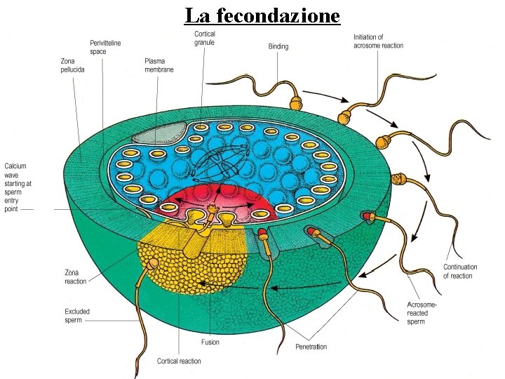 La fecondazione 