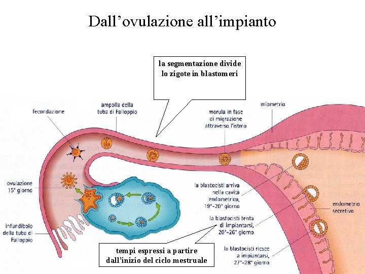 Dall’ovulazione all’impianto la segmentazione divide lo zigote in blastomeri tempi espressi a partire dall’inizio