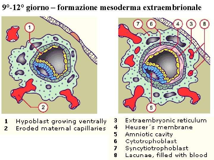 9°-12° giorno – formazione mesoderma extraembrionale 