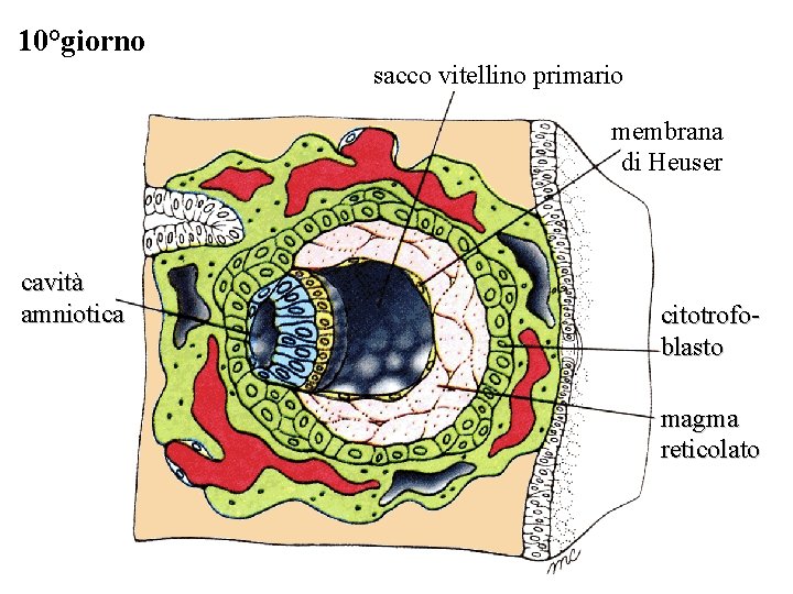 10°giorno sacco vitellino primario membrana di Heuser cavità amniotica citotrofoblasto magma reticolato 