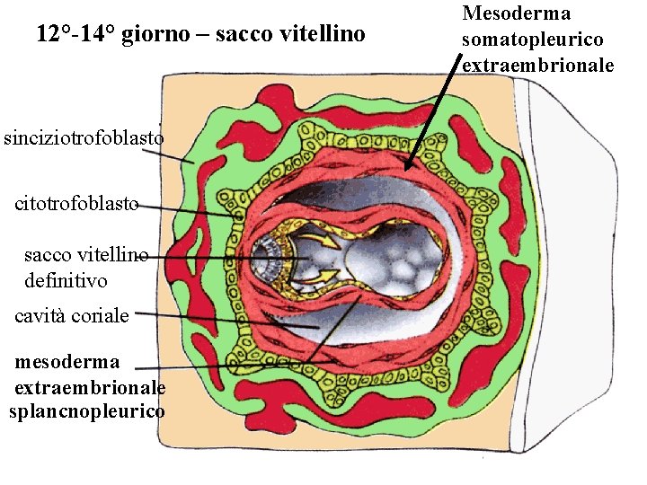 12°-14° giorno – sacco vitellino sinciziotrofoblasto citotrofoblasto sacco vitellino definitivo cavità coriale mesoderma extraembrionale