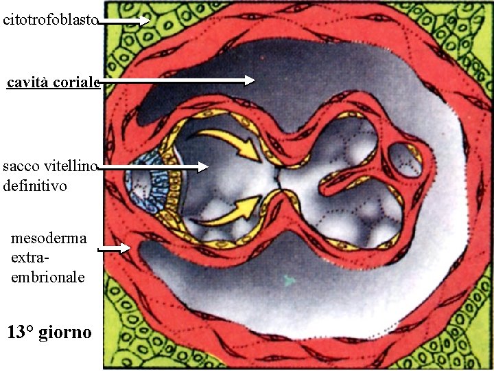 citotrofoblasto cavità coriale sacco vitellino definitivo mesoderma extraembrionale 13° giorno 