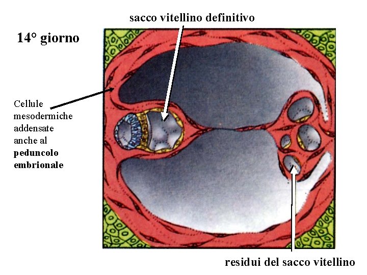 sacco vitellino definitivo 14° giorno Cellule mesodermiche addensate anche al peduncolo embrionale residui del