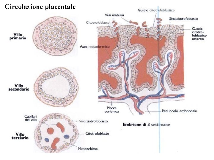 Circolazione placentale 