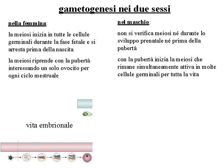 gametogenesi nei due sessi nella femmina: nel maschio: la meiosi inizia in tutte le