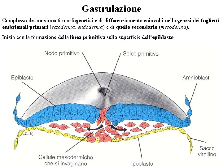 Gastrulazione Complesso dei movimenti morfogenetici e di differenziamento coinvolti nella genesi dei foglietti embrionali