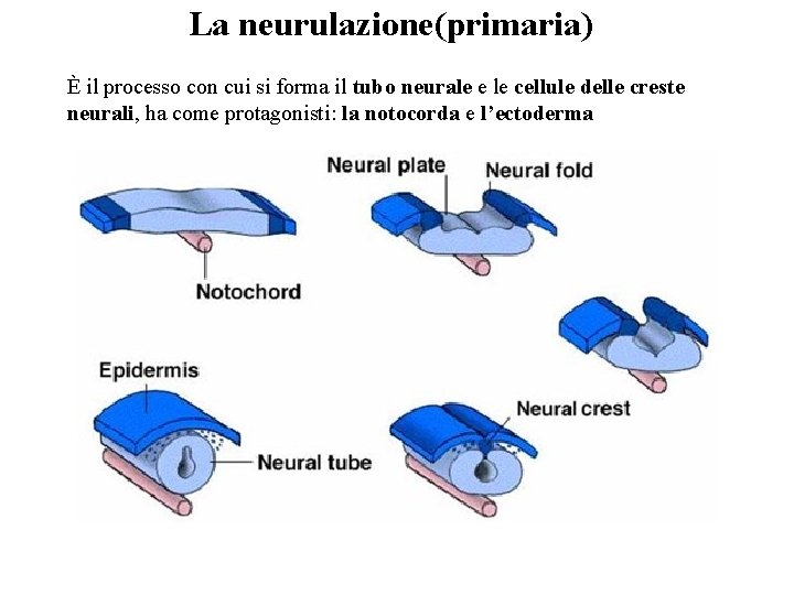 La neurulazione(primaria) È il processo con cui si forma il tubo neurale e le