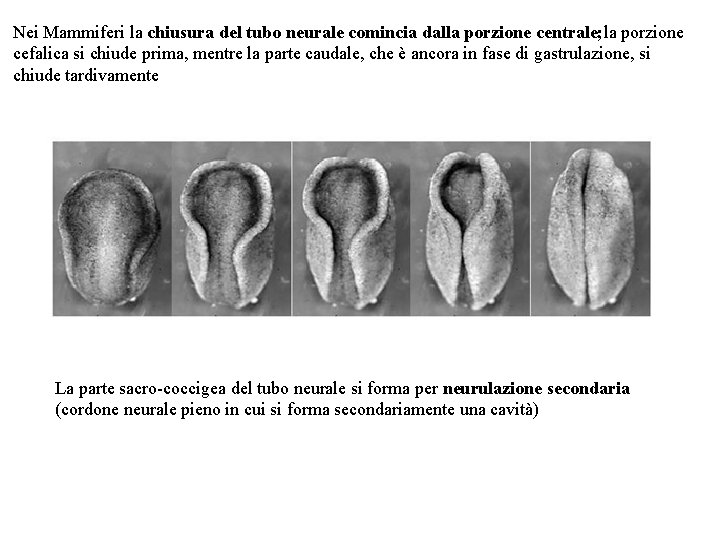 Nei Mammiferi la chiusura del tubo neurale comincia dalla porzione centrale; la porzione cefalica