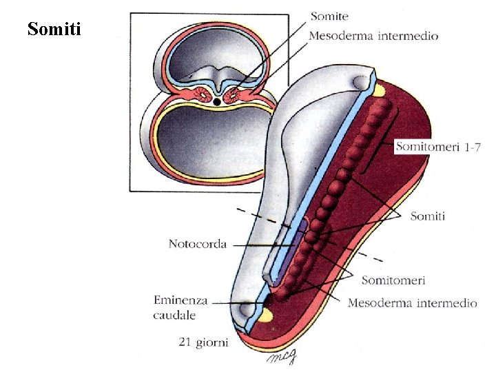 Somiti 