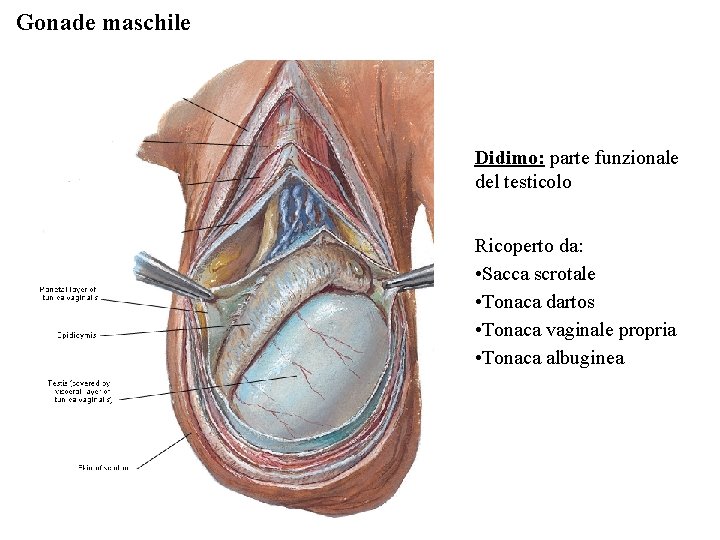 Gonade maschile Didimo: parte funzionale del testicolo Ricoperto da: • Sacca scrotale • Tonaca