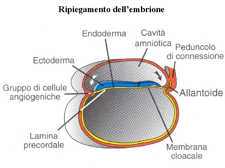 Ripiegamento dell’embrione 