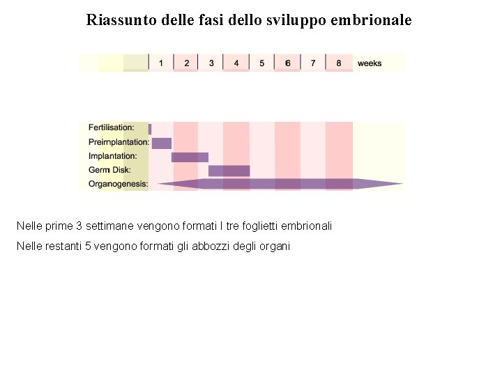 Riassunto delle fasi dello sviluppo embrionale Nelle prime 3 settimane vengono formati I tre