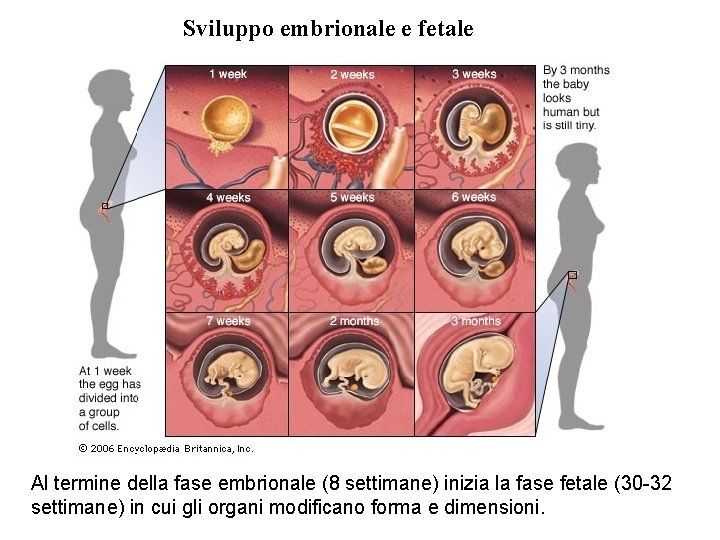 Sviluppo embrionale e fetale Al termine della fase embrionale (8 settimane) inizia la fase