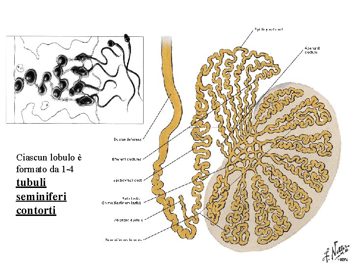 Ciascun lobulo è formato da 1 -4 tubuli seminiferi contorti 