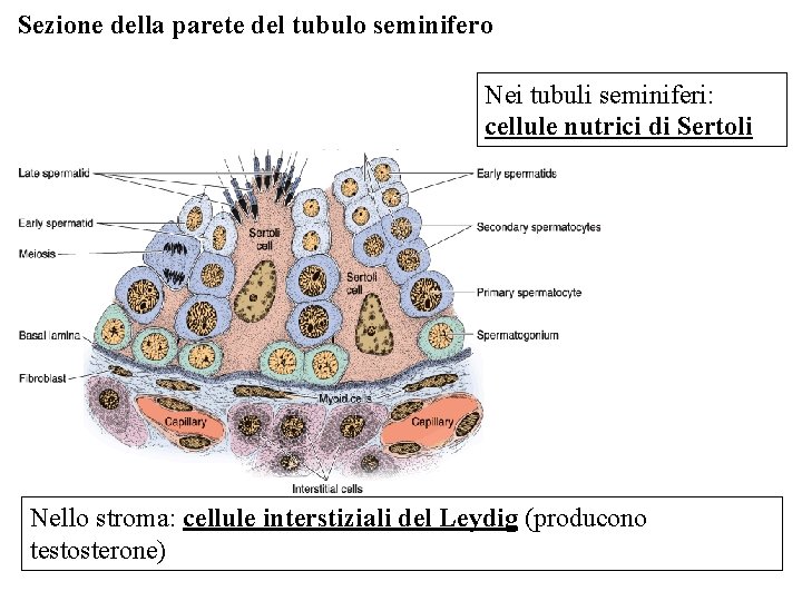 Sezione della parete del tubulo seminifero Nei tubuli seminiferi: cellule nutrici di Sertoli Nello