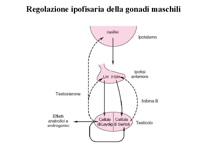 Regolazione ipofisaria della gonadi maschili 