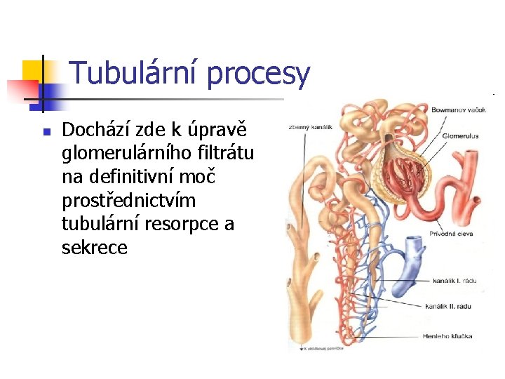 Tubulární procesy n Dochází zde k úpravě glomerulárního filtrátu na definitivní moč prostřednictvím tubulární