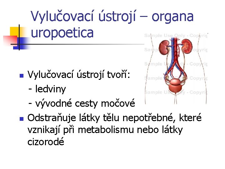 Vylučovací ústrojí – organa uropoetica n n Vylučovací ústrojí tvoří: - ledviny - vývodné