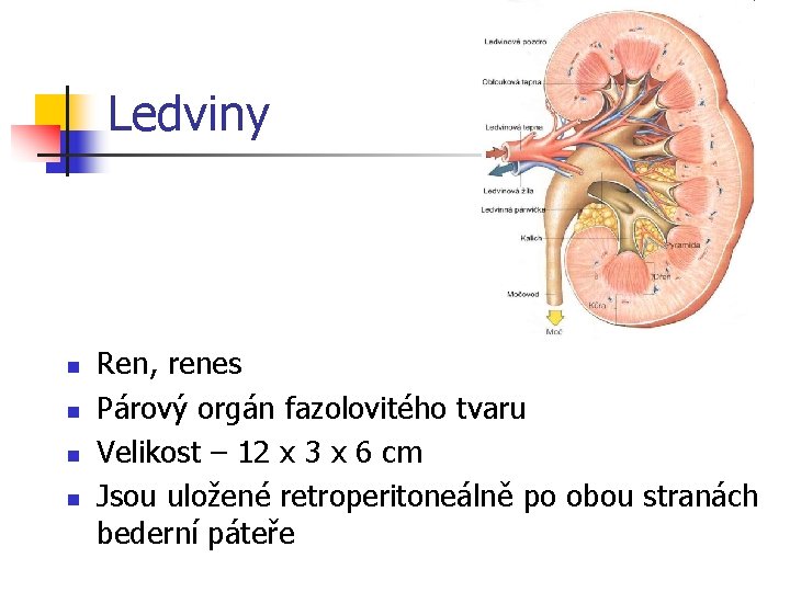 Ledviny n n Ren, renes Párový orgán fazolovitého tvaru Velikost – 12 x 3