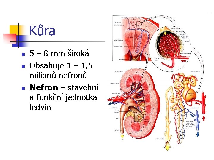 Kůra n n n 5 – 8 mm široká Obsahuje 1 – 1, 5