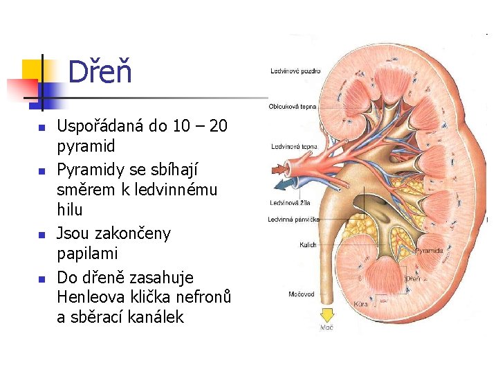 Dřeň n n Uspořádaná do 10 – 20 pyramid Pyramidy se sbíhají směrem k