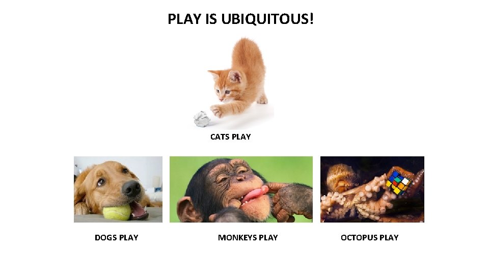 PLAY IS UBIQUITOUS! CATS PLAY DOGS PLAY MONKEYS PLAY OCTOPUS PLAY 